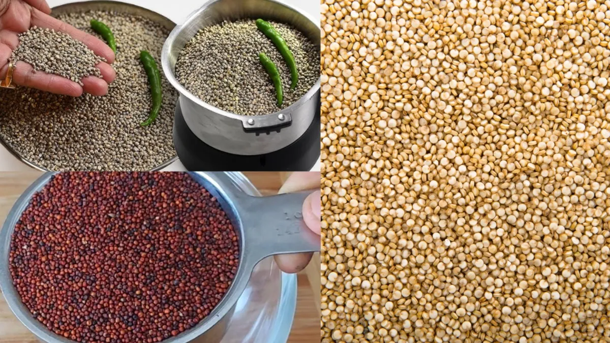 ज्वार, बाजरा और रागी का कॉम्बिनेशन है लाजवाब, जानें इन तीनों अनाज को मिलाकर खाने से सेहत को कौन से फायदे मिलते हैं?