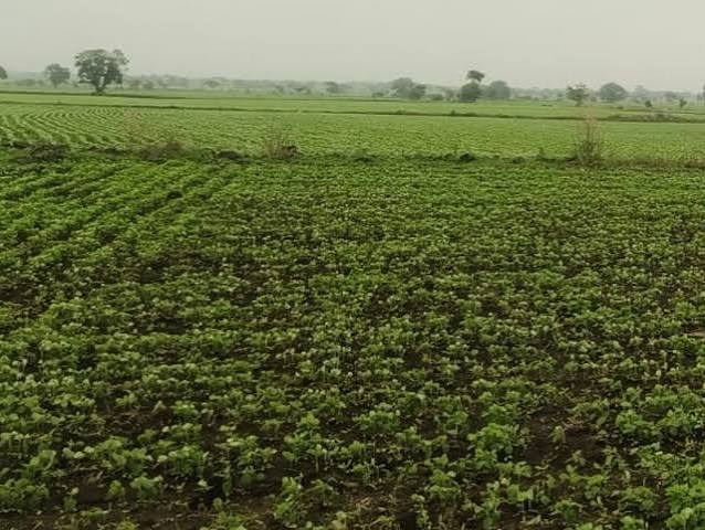 धार में बारिश का लंबा ब्रेक, खेतों की नमी घटी; मुरझाने लगी सोयाबीन, किसानों को आसमान से आस